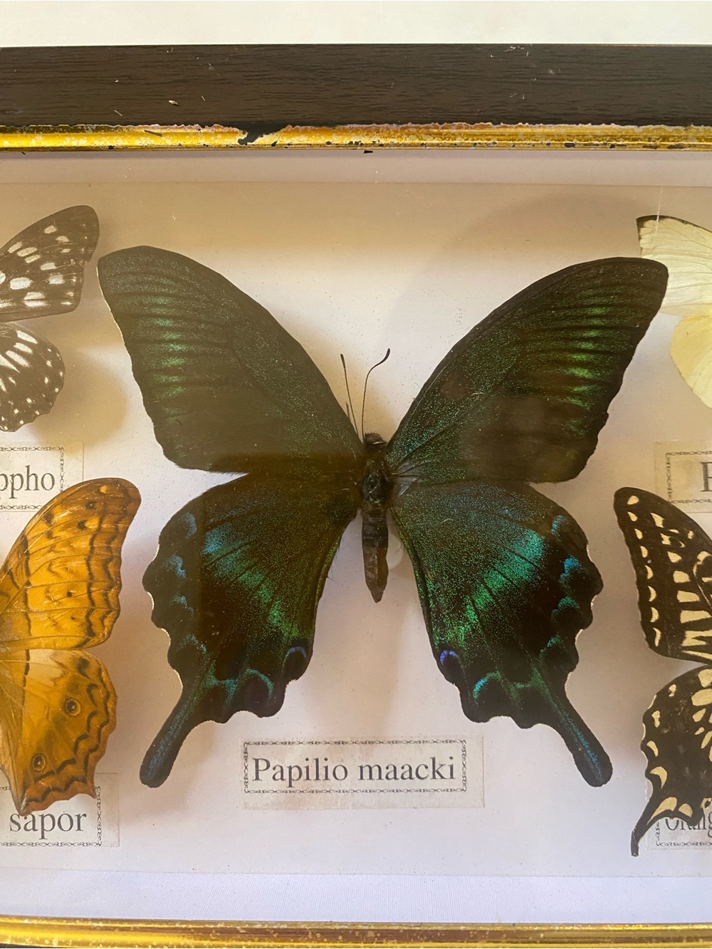 Framed Multi-Butterfly Specimens Shadow Box Wall - Picture 4 of 6